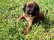 A to m�j przysz�y towarzysz �ow�w:) Jeszcze dwa tygodnie...