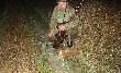 wolf 66 - oto obiecany dla ciebie lis  :-) (14)