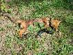 pierwszy lis strzelony na predatora, przyci�gni�ty ze r�yska z odleg�o�ci oko�o 400metr�w pod same nogi. lisek poszed� do badan.