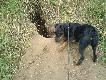 Lokator ju� dawno na �owach.
