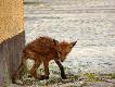 Wygl�da jak hiena cmentarna :-)