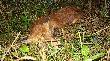 09-08-2010 Z�apa� go wieczorny deszcz o�owiu ;) (3)