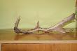 Ten zrzut znalaz�em w dniu gdy m�j tata strzeli� swojego najwiekszego dzika w �yciu,by�o to moje pierwsze trofeum.***:)
