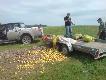 Co oby ,kabany; wybra�y owoce ni� zbo�e :))))))