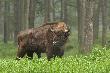 Kr�l Puszczy Niepo�omickiej ....tylko dlaczego Kr�l ma ograniczona wolno�c do 60 hektar�w  :-)  he he he ....no ale b�d� co b�d� zawsze to jakie� kr�lestwo jest :-)