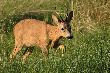 Tych wysokich traw to si� trzymaj bracie :)))