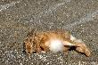 mo�e gdzie indziej s� z�ote pla�e ale takich plazowicz�w nie maj�  :-)