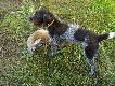 nr 5 pozyskany 10.08.2010
Po strzale kozio� skoczy� w wysokie trawy i tyle go widzia�em, Korcia znalaz�a go bez najmniejszego problemu.