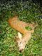 Nowo wybudowana zwy�ka zaczyna odp�aca� - szydlarz Ob 75 Knipy