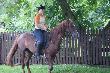 ...zbyt szybko schowa�em aparat ....bo pada� deszcz...i przegapi�em pi�kny galop przez pole...z pod kopyt rwa�y si� pi�dzi ziemi...ech gapa ze mnie.....