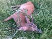 przygl�da�em mu si� bardzo uwa�nie kilka razy i g�ow� bym da�, �e to jednotykowiec, teraz by�bym bez g�owy :-)