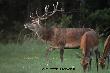 Jak�e on jest dumny, kra�ny, �ojny ! A co tam jeszcze mo�na by by�o o nim powiedzie� ?  sama ju� nie wiem. Wsz�dzie, gdzie stan�� by� ca�y ogromny i pi�kny.  Taki cud od Matki Natury......................Darz B�r