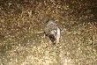 hejah !
2 s�owa opisu - borsuki by�y 4 , by�o to kilka dni przed sezonem , 1 ciekawski przyszed� mnie pow�cha� , o ile wiem wszystkie 4 jak narazie maj� sie dobrze :-)