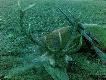  Grzegprz K wsta� rano i strzeli�