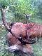 Grzegprz R te� wsta� rano i strzeli�