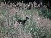 W tych wysokich trawach gdy mia� opuszczony �eb wyci�ga�em aparat w przekonaniu �e to dzik:)