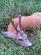 3.09 g. 19.30 wysoko�c parostk�w 26cm.