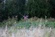 Szkoda �e wyszed� do�� p�no i tylko mign�� mi�dzy krzakami. Mo�e podczas porannego wyj�cia uda sie go zobaczy� a mo�e i pos�ucha�... Darz B�r