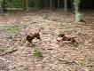 Tika i Gaja - kiedy si� ostatnio spotka�y to albo odbywa�y si� takie szale�stwa...cdn:-)