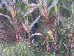 "ARA"  zainteresowana plantacj� kukurydzy.