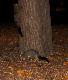 dwa