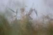 Ja te� ustrzeli�em BYKA. 11.09.2010