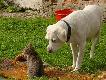 "Jak  to pies z kotem" :-)
