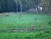 Wczoraj mia�em szcz�cie zar�wno do danieli jak i do jeleni:)