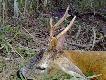 Czwarty rogacz tego sezonu