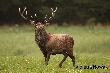 Ten kra�ny, �ojny byk ma oko�o 30 �a�, i ma te� obowi�zki z nimi zwi�zane. Wspaniale przez ca�y dzie� opiekuje si� swym stadem, czasem dla och�ody idzie do babrzyska i tak �licznie wtedy ju� nie wygl�da. A te jego koncerty s�ycha� w ca�ej okolicy, to jest po prostu cudo na ziemi. 
