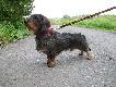 BOY z �ycza�skiego Brodu (T.Rex)-hod.gawronn,w�.vulpes.