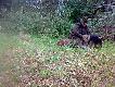 To r�wnie� jego wielki dzie�,praca po sfarbowanym tropie da�a mu wielk� frajd�,a mi satysfakcj� z dobrze u�o�onego psa.