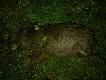 Pot�ny odyniec 12 kg ;)