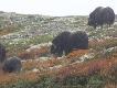 Foto 2/1:
Dovrefjell - g�ry w �rodkowej Norwegii, najwi�ksze z czterech europejskich kr�lewstw pi�mowo��w.
W najbli�szych dniach za��cz� kilkadziesi�t zdj�c, ale musz� je wybrac z 930 :-))