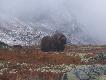 Foto 2/17.
Troch� �niegu ju� jest, przecie� to ju� wrzesie�!! B�dzie le�a� do maja..