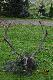 D�ugo�c tyk 115 i 113 cm