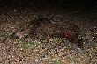 Dziczek taty 18kg -  chodzi�y dwa oddzielnie i bez lochy, wychudzony strasznie. Pozyskany 23.09.2010.