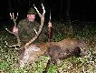 Byk pozyskany przez tat� w tym sezonie. Wiek ok 8 lat, waga tuszy 142 kg. Darz b�r