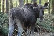 Okazy Podlasia.
<a href="http://www.carskitrakt.com" target=_blank>www.carskitrakt.com</a>