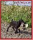 ZIPPO Keiviento - 3 miesi�ce
(Treff KS Rothenuffeln- Malomkozi Jasmine)