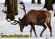 Giganty Puszczy Biaowieskiej.
<a href="http://www.carskitrakt.com" target=_blank>www.carskitrakt.com</a>