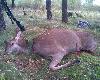 Pierwsze wyj�cie i pierwsza �ania w sezonie. Strza� w nasad� karku kula L M 12gr