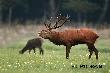 To zaj�cie co ja robi� nazywa si� "fotografia twarda''. Du�y ci�ki obiektyw, statyw, te� sporo wa�y, z siatkami musz� doj��  w lesie jeszcze z kilometr bardzo cicho. I jak b�dzie wiatr ode mnie, to wracam do domu 5km piechotk�. NIe ma zmi�uj si� ;-) Tam telefony nie dzia�aj� - brak zasi�gu.  
Jak wiele pi�kna, majestatu i w�adzy jest u tego jelenia, kr�la puszczy ja ju� nie wiem. Ale nie mog� oczu oderwa�, gdy on jest w�r�d wielu innych zwierz�t, wszystko sie kr�ci wok� niego. Ca�a ta �r�dle�na ��ka, to dzika przyroda bez udzia�u cz�owieka- i istnieje od pocz�tku �wiata. 