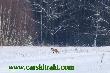 Zima.
<a href="http://www.carskitrakt.com" target=_blank>www.carskitrakt.com</a>