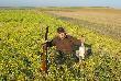 Pierwsza w �yciu g� ! Spe�nienie kolejnego �owieckiego marzenia. Strzelona z podchodu w trudnych warunkach przy okazji polowania na kaczki. Siedzia�y na polu zalanym miejscami wod�. Doj�cie do strza�u kosztowa�o dosy� mokr� w skutkach przepraw� przez r�w oraz przedostanie si� przez pole, na kt�rym po kolana zapada�em si� w b�oto. By�o warto. Dzi�kuj� podw�jnie Hubertowi - za g� i warunki terenowe umo�liwiaj�ce skuteczny podch�d. DB !