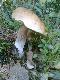 Wrzesie� 2010r.   Pierwsze 5 minut grzybobrania. 