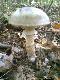 Wygl�da� pi�knie ale zje�� si� nie odwa�y�em :):)