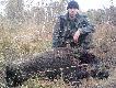 Dzisiejszy wycinek(73kg) Strza� w ucho przez b g�ste krzaki.Coraz bardziej '' podoba'' mi si� Mega.DB