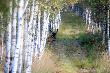 wyszed� ten byczek....