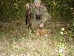 obieca�em 2 lisy : 28-my